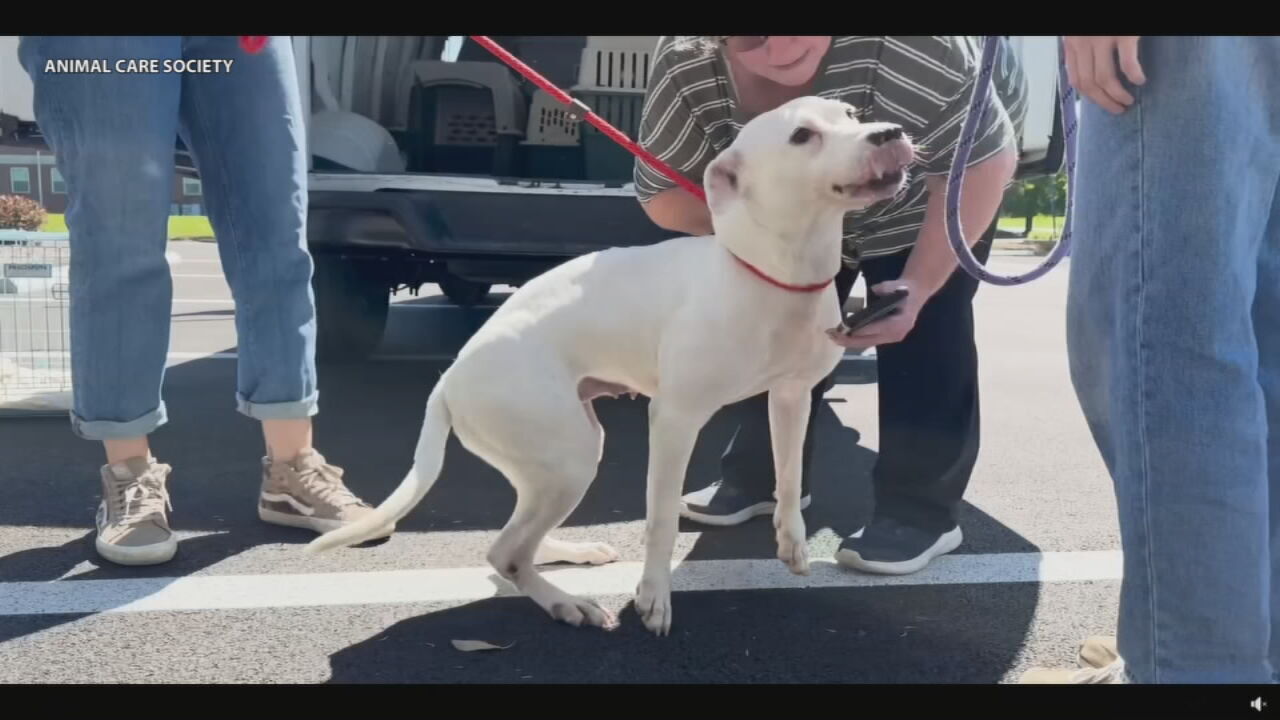 Animal Care Society seeks help after taking in dozens of dogs from tornado-damaged shelter